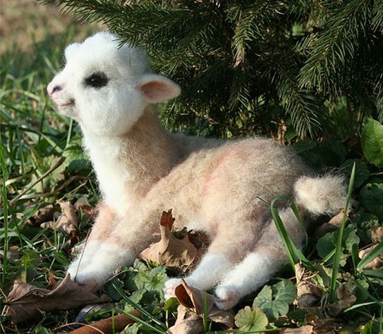 Photo:  Baby Alpaca 